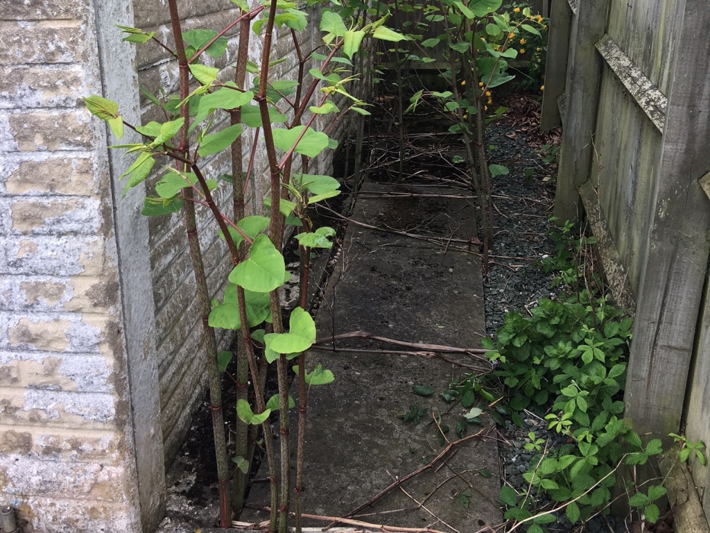 Japanese Knotweed Removal In Lincolnshire - Case Study