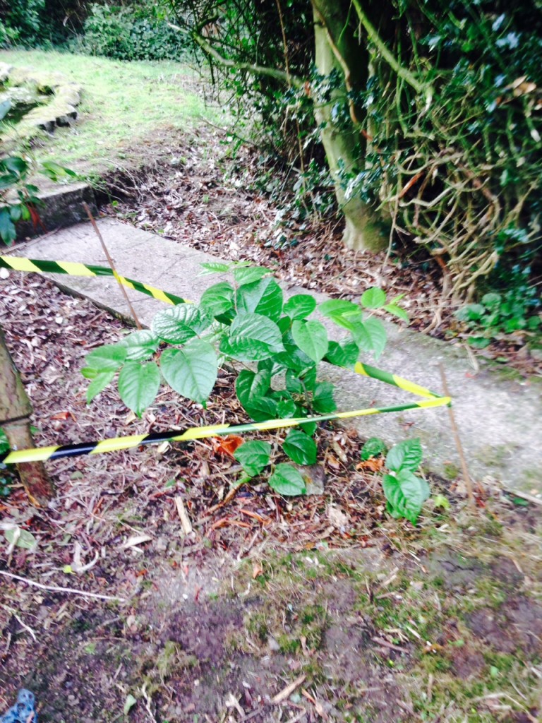 Treatment of Japanese Knotweed