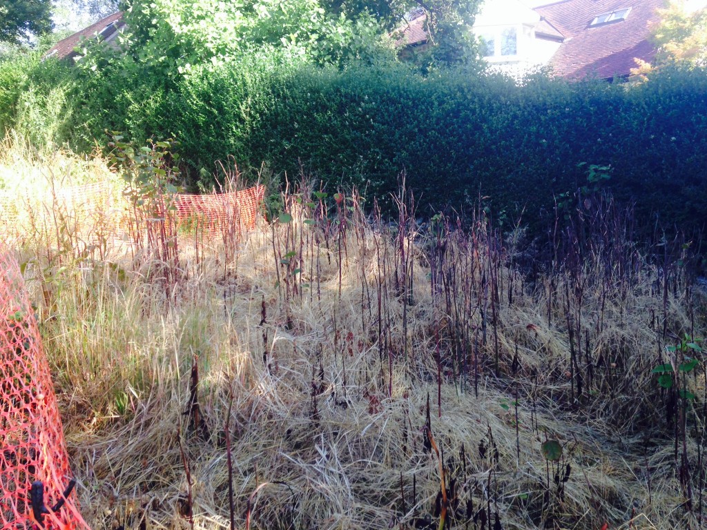 Japanese Knotweed Treatment