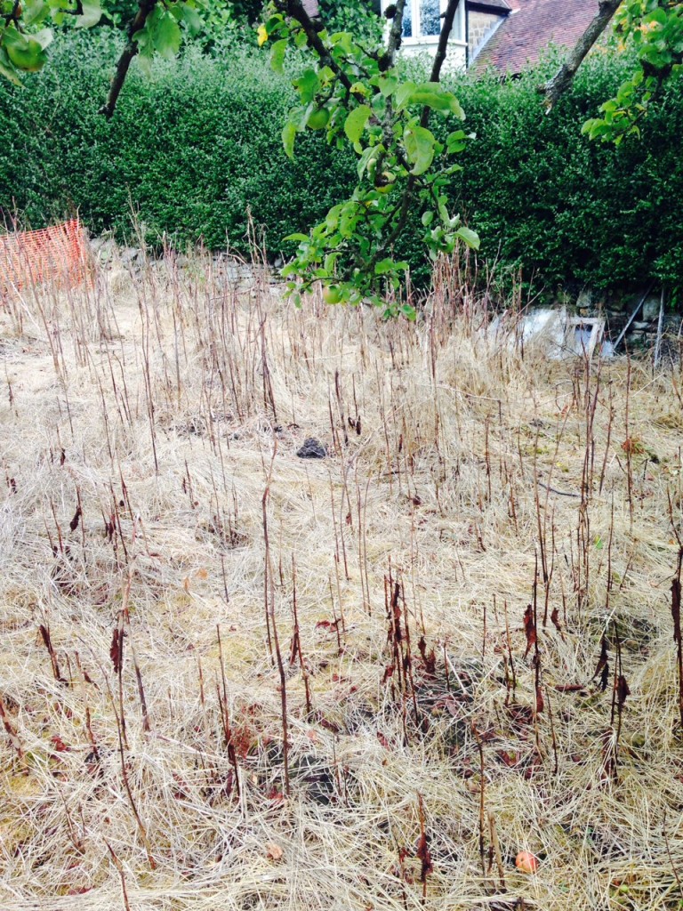 Japanese Knotweed Herbicide Treatment