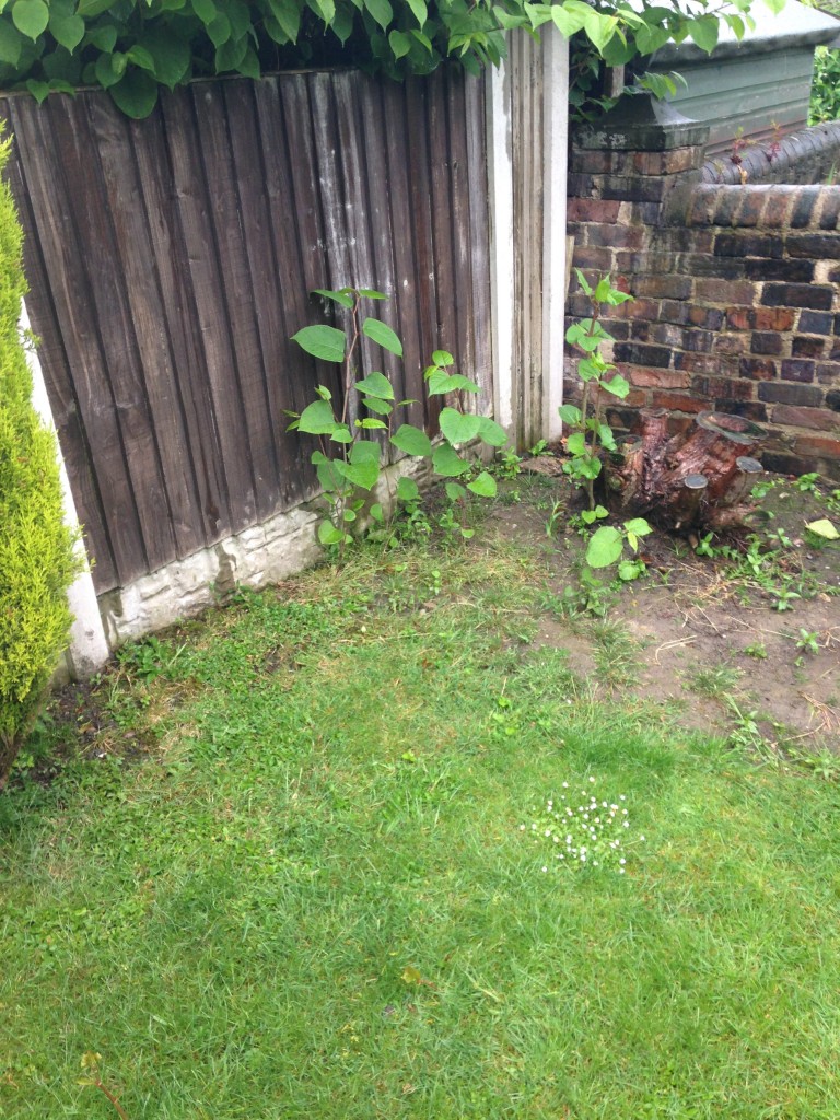 Small outbreak of Japanese Knotweed