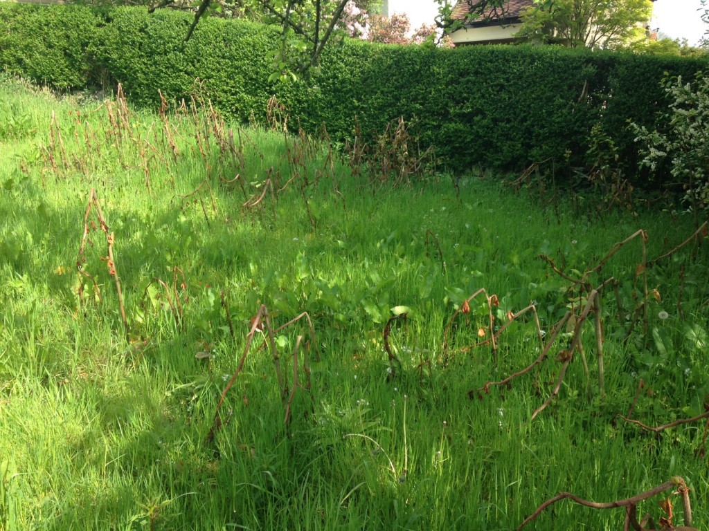 Japanese Knotweed Removal for Busineses Pre-Treatment