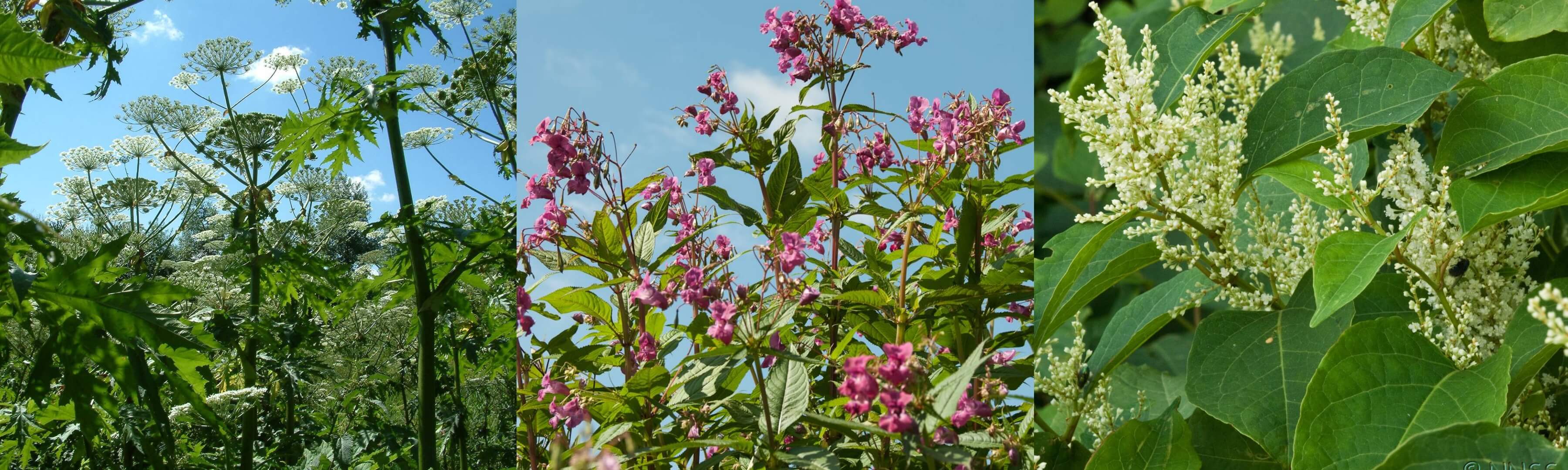 japanese-knotweed-treatment-japanese-knotweed-expert