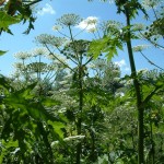 giant hogweed in flower