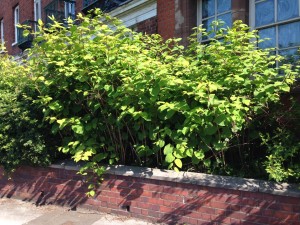 Eradicating Japanese Knotweed in Chester