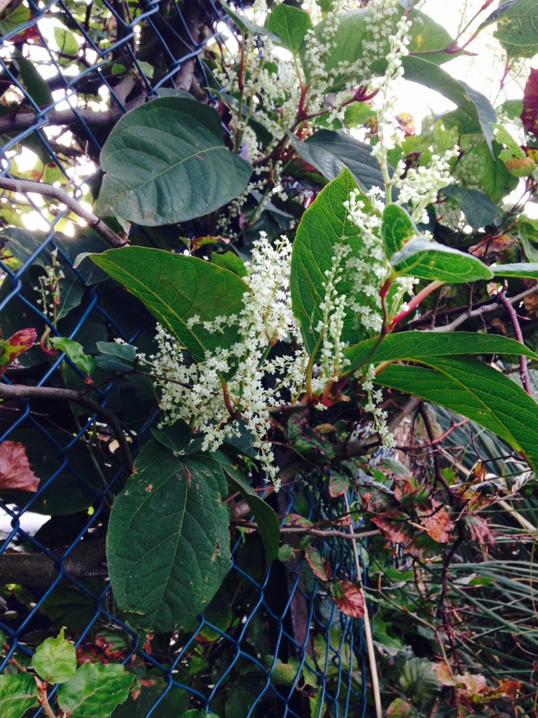 Eradicating Japanese Knotweed in Cheshire