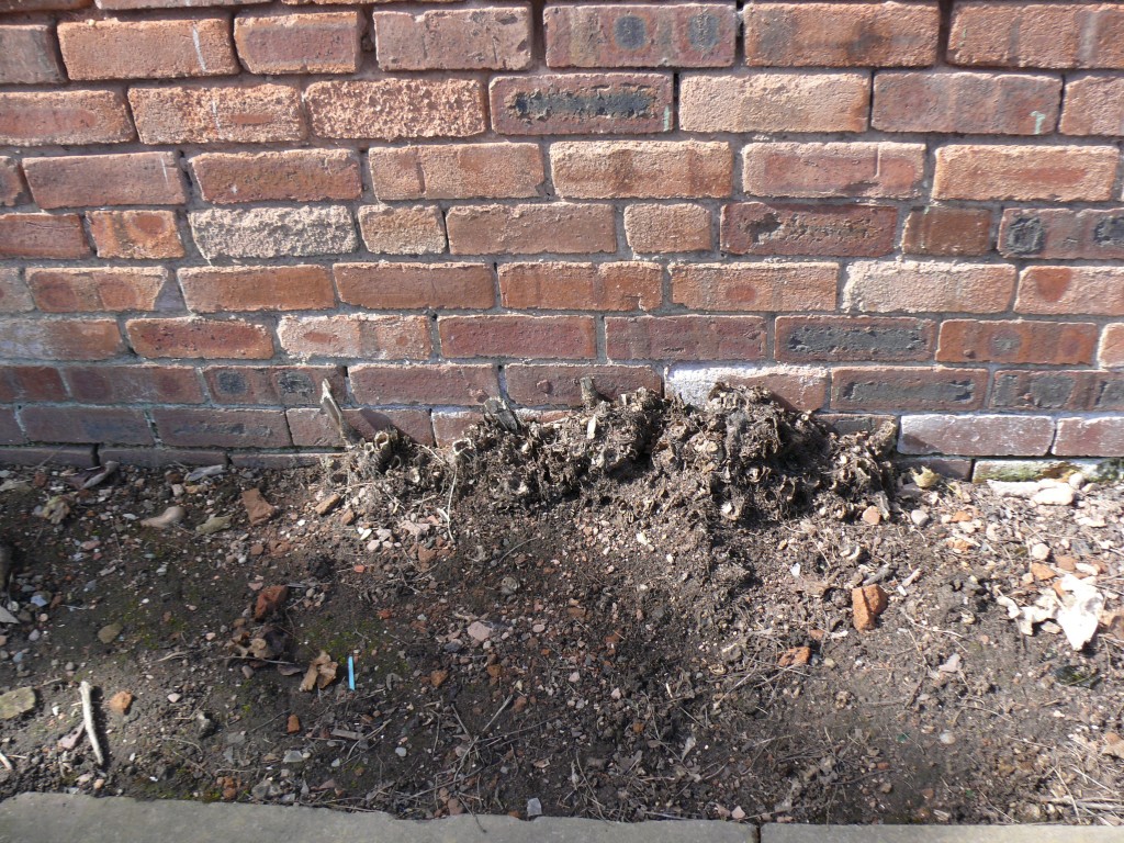 Japanese Knotweed in Winter