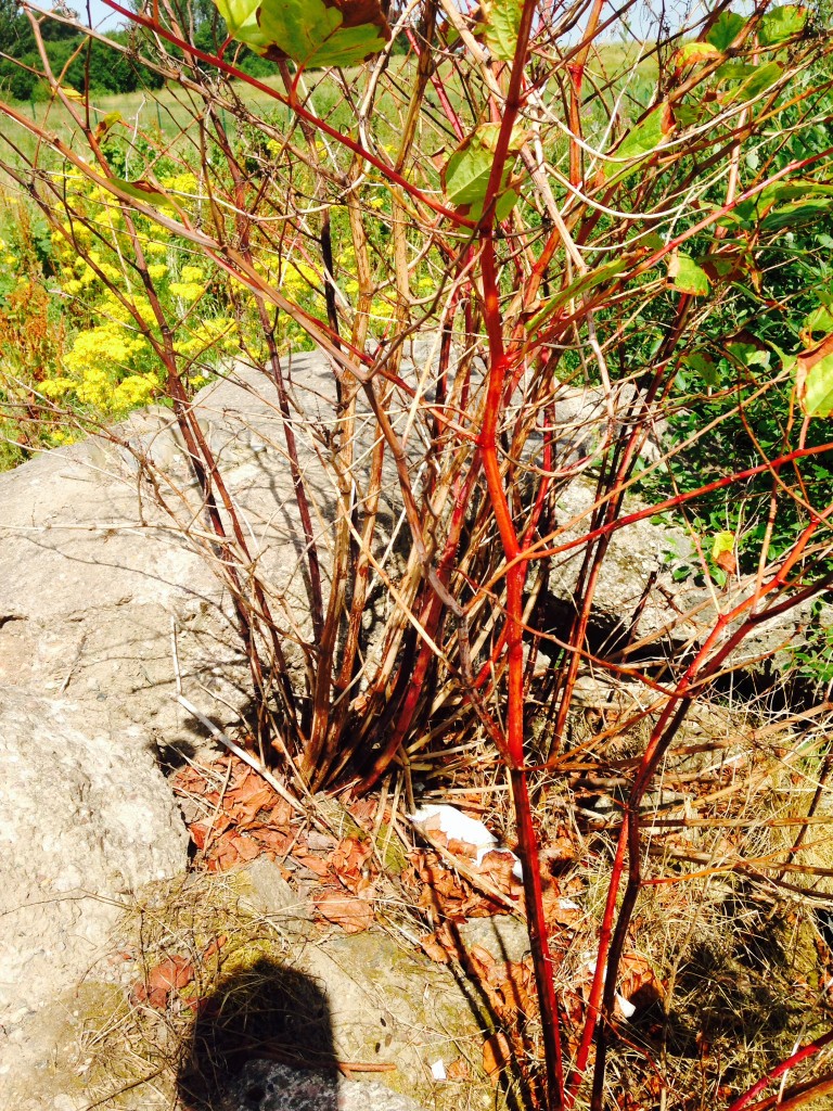 Japanese Knotweed Branches