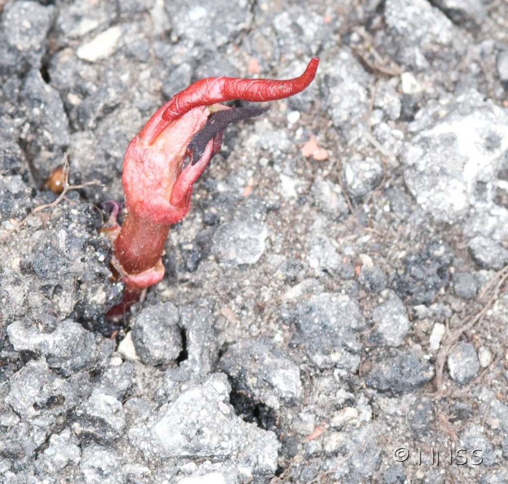 Identifying Japanese Knotweed Shoot