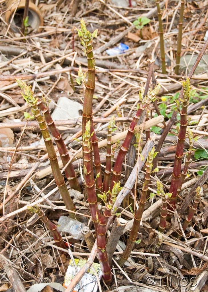 Japanese Knotweed Spring Growth