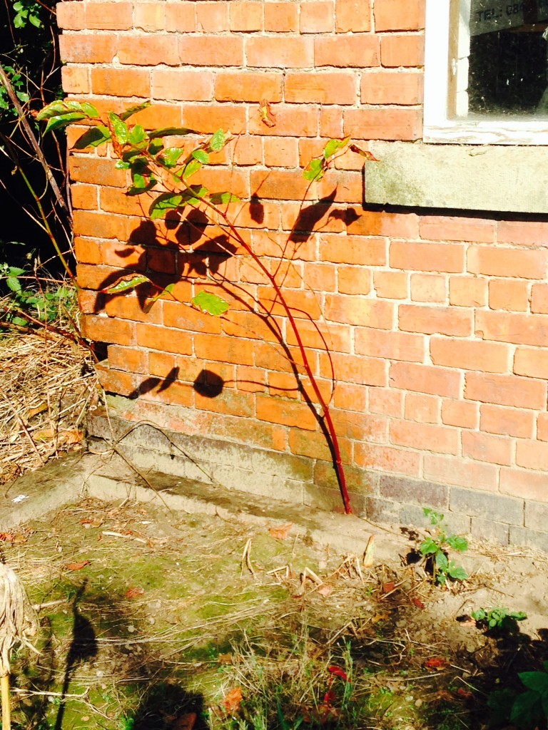 Japanese Knotweed Shoot growing at side of house