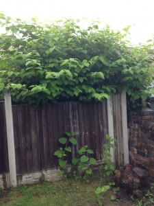 Getting a Mortgage with Japanese Knotweed can be difficult, so contact the experts