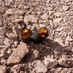 Japanese knotweed rhizome
