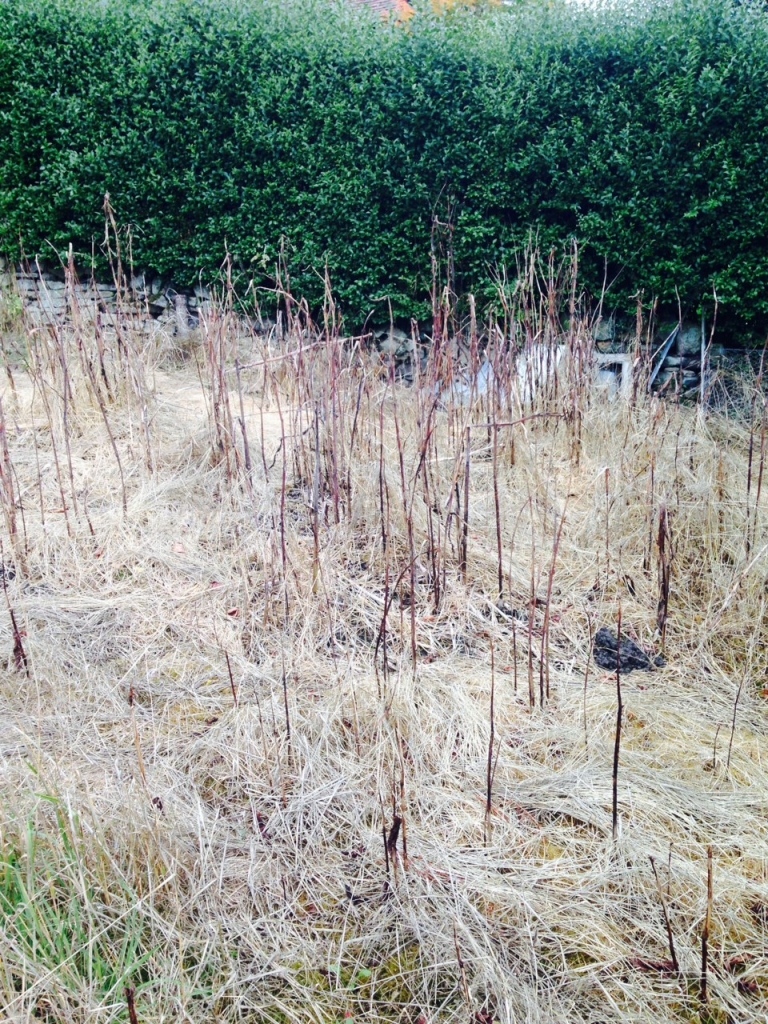 japanese knotweed stems