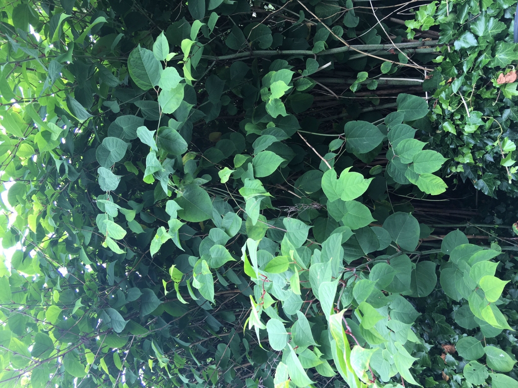 Japanese Knotweed Leaves