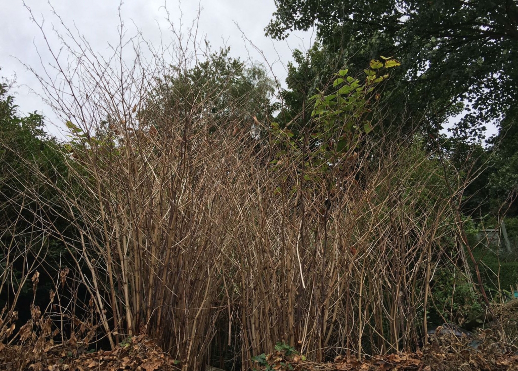 Japanese Knotweed Stems