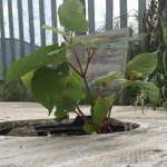 Japanese Knotweed Removal in Fulham