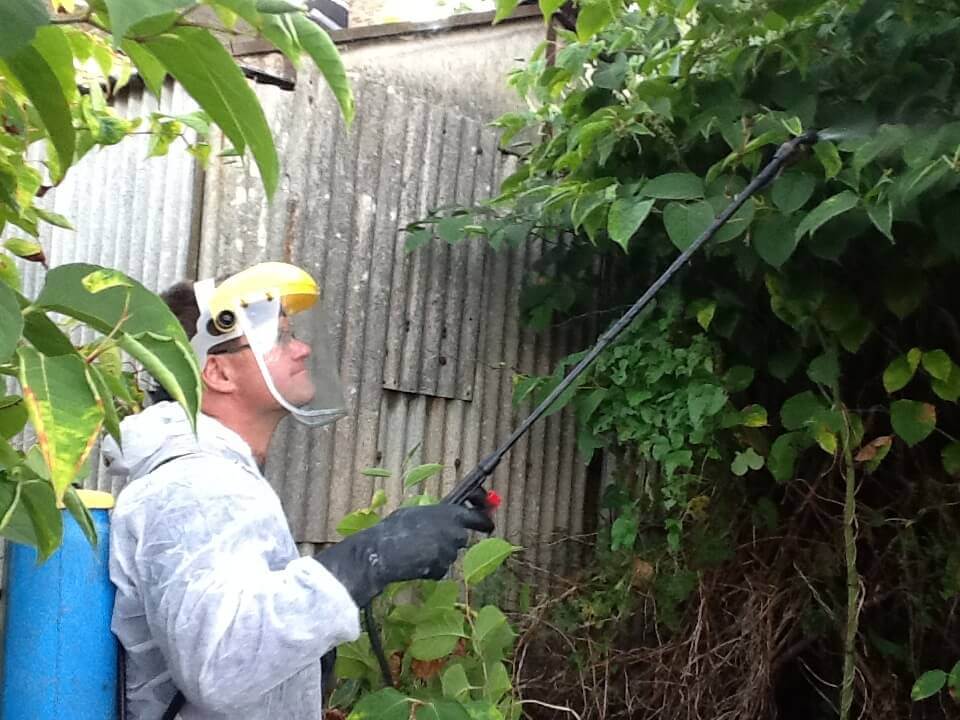 Treating-Japanese-knotweed-3 - Japanese Knotweed Expert japanese knotweed in cheshire