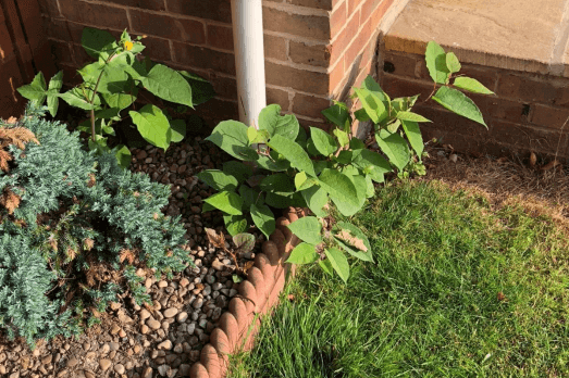 Japanese Knotweed Growing on your property