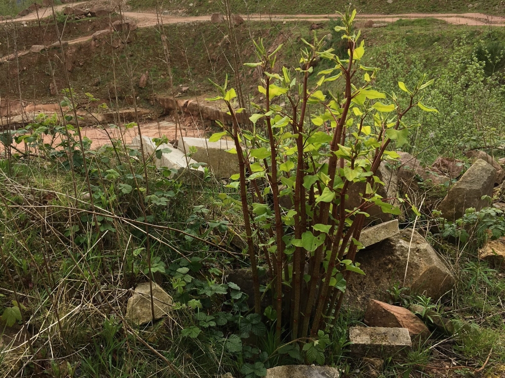 Japanese Knotweed Removal in Rutland