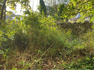 Infestation of Japanese knotweed in an urban garden.