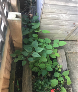 Japanese knotweed seeds or shoots sprouting in a disturbed area.