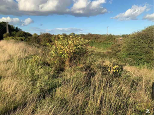 Japanese knotweed growing through cracks in a wall.