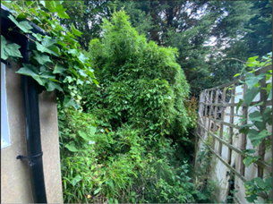 Japanese knotweed roots spreading under a sidewalk.