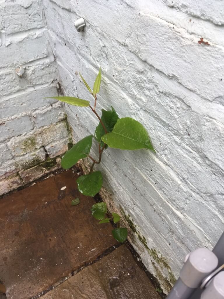 japanese knotweed in buckinghamshire