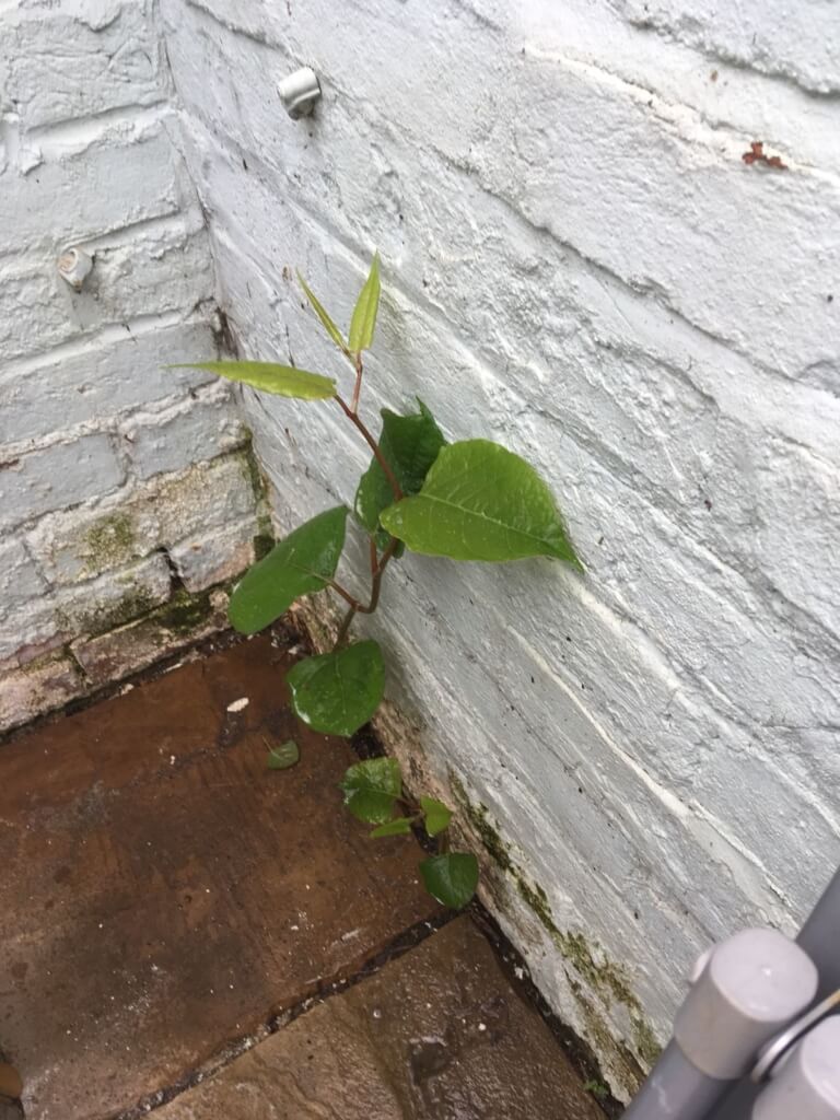 japanese knotweed in newham