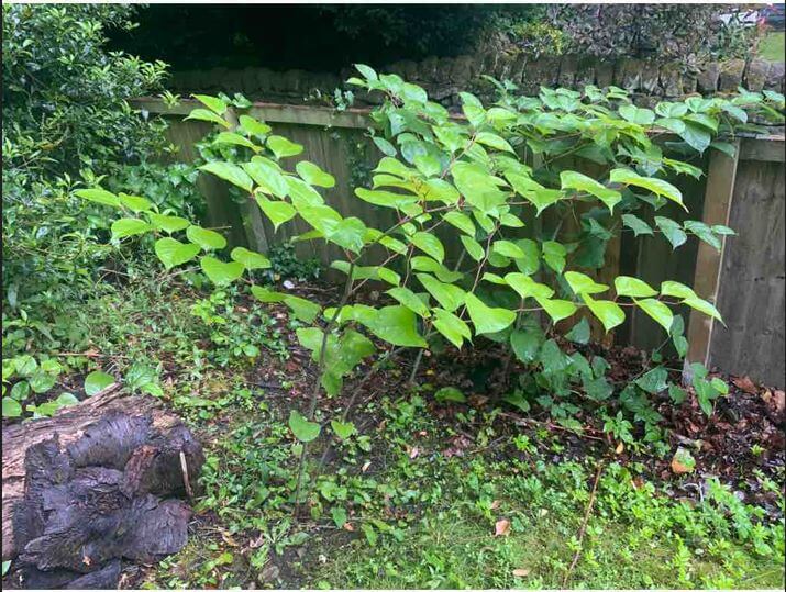 Japanese Knotweed Surveyor in Leeds