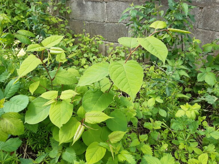 Knotweed Eradication in Crewe