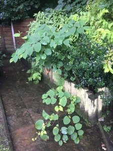 japanese knotweed in Liverpool