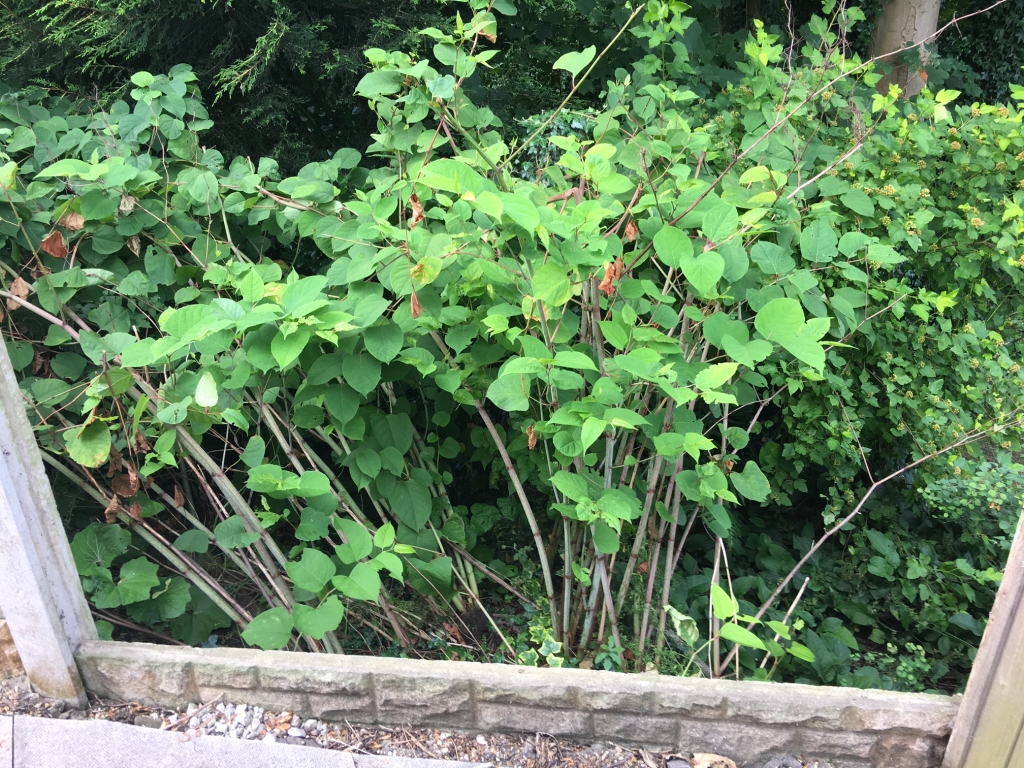 Eradication Of Japanese Knotweed In The City Of London