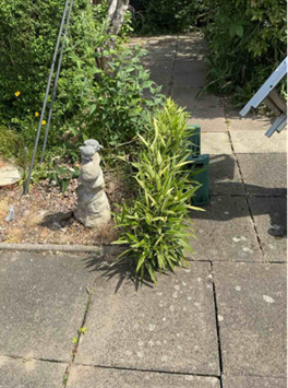 Close-up of Japanese knotweed leaves showing jagged edges.