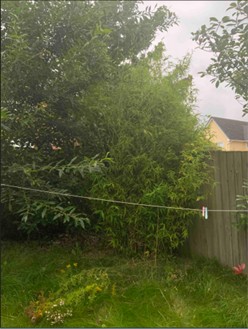 Japanese knotweed Liverpool