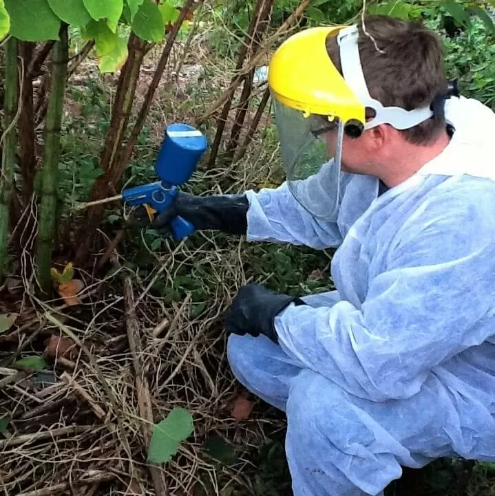 getting rid of japanese knotweed