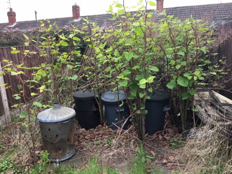 Japanese Knotweed in Lancashire