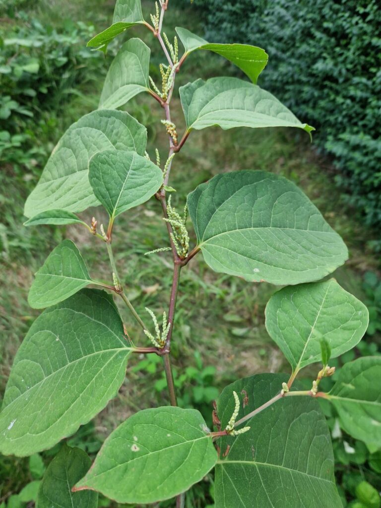 Knotweed Eradication in Wem