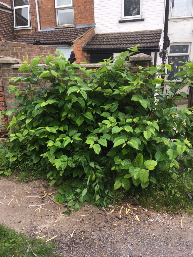 Japanese Knotweed Removal In Formby Expert Eradication