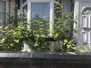 japanese knotweed removal in Pelsall