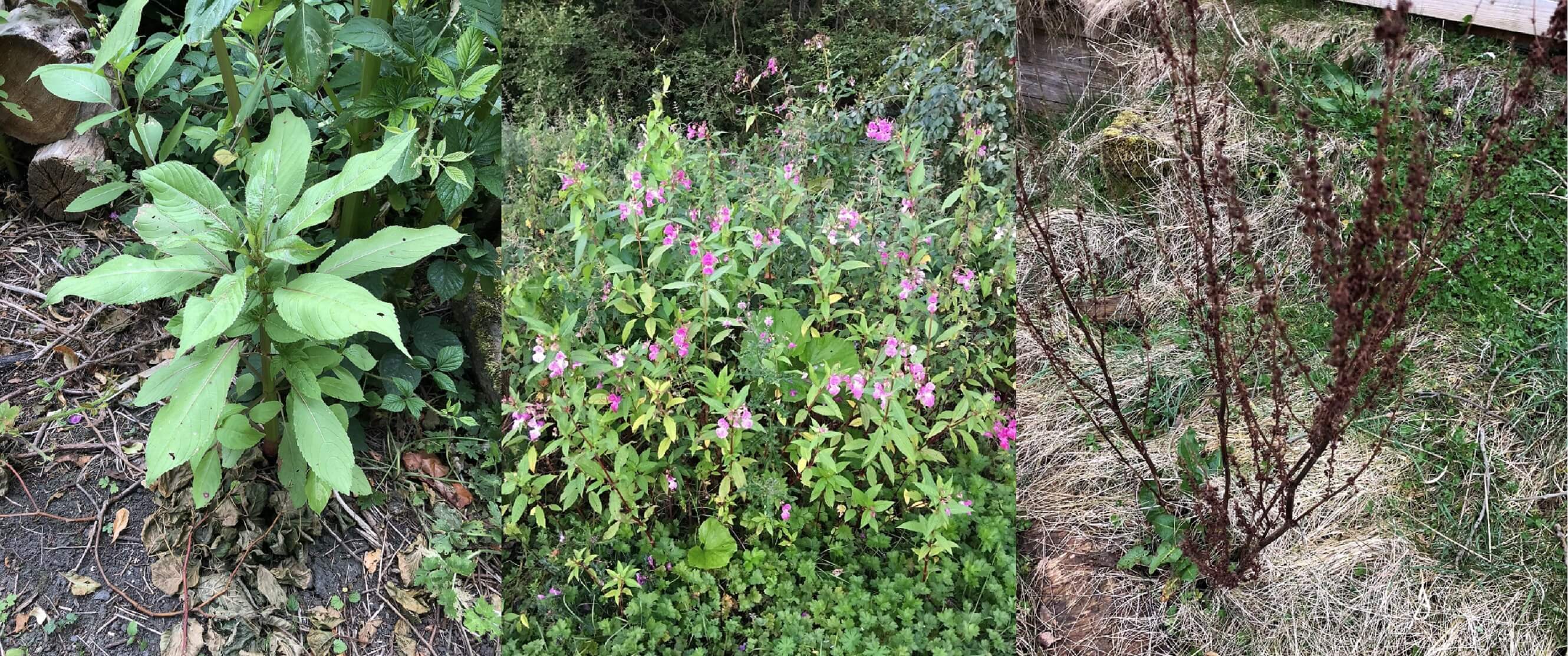 Himalayan Balsam (Impatiens glandulifera)