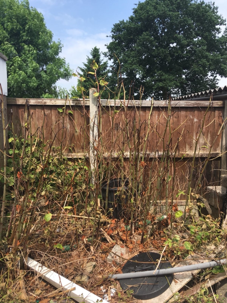 Japanese Knotweed Removal in Nuneaton - Japanese Knotweed Expert ...