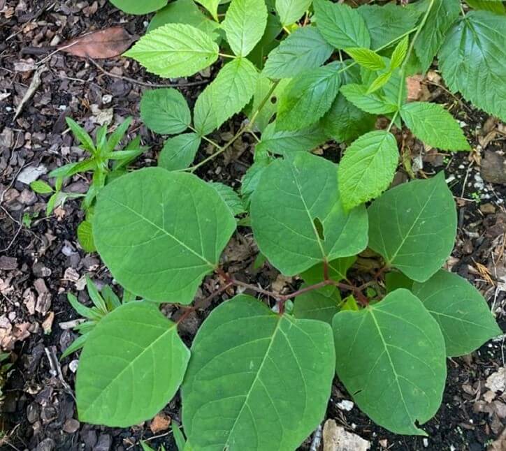 Japanese Knotweed in Middle Quinton