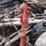 Japanese Knotweed Shoots