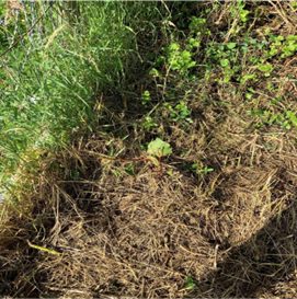 Workers removing Japanese knotweed with tools.