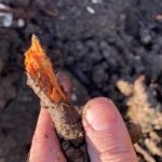 Japanese Knotweed Root