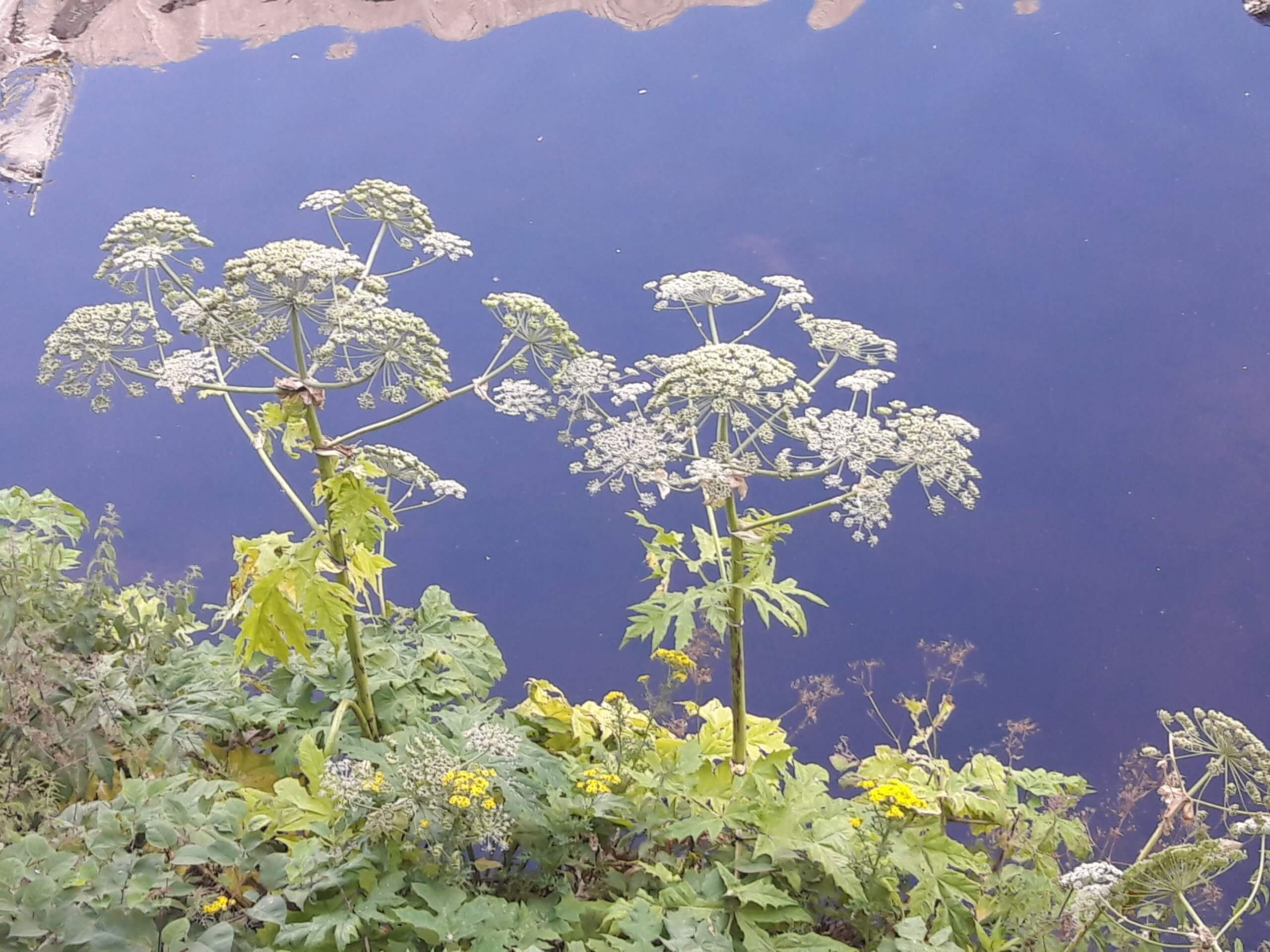 Giant Hogweed - Japanese Knotweed Expert - Japanese Knotweed Removal