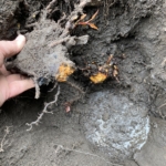 Japanese knotweed roots