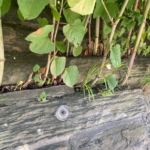 Japanese Knotweed Removal